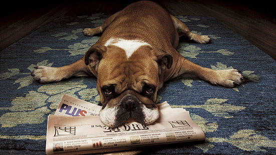 Köpekler, İngilizce Bulldog, HD masaüstü duvar kağıdı HD wallpaper
