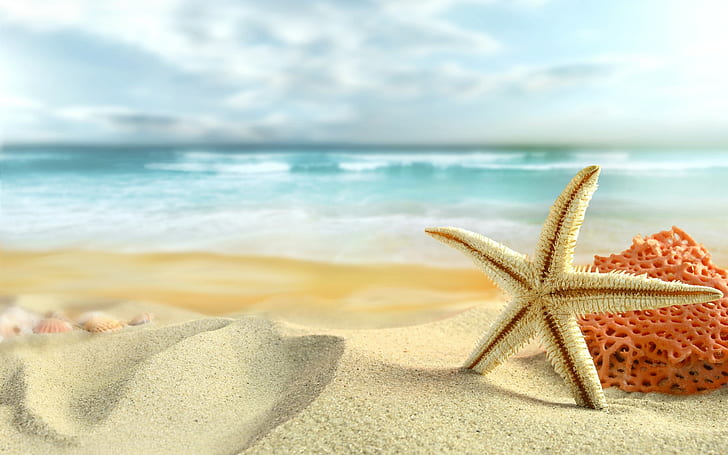 Starfish Beach Sand HD, бяла морска звезда, природа, плаж, пясък, морски звезди, HD тапет