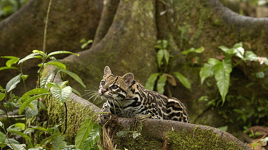 아마존, 동물, 에콰도르, 오슬로, 열대 우림, HD 배경 화면 HD wallpaper