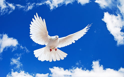 pigeon blanc, blanc, ciel, colombe, colombe blanche, Fond d'écran HD HD wallpaper