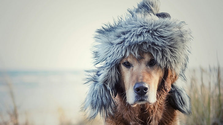 Dog, hat, funny, winter, fur, snout, snow, HD wallpaper | Wallpaperbetter