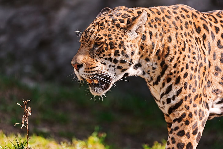 léopard brun et noir, jaguar, sourire, herbe, prédateur, museau, Fond d'écran HD