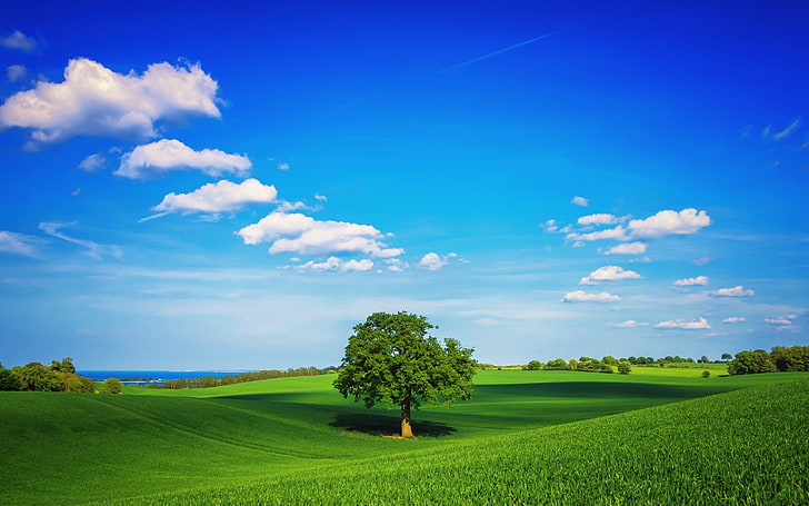 Sky Lonely Tree Summer-Scenery HD Wallpaper, zielone drzewo i użytki zielone, Tapety HD