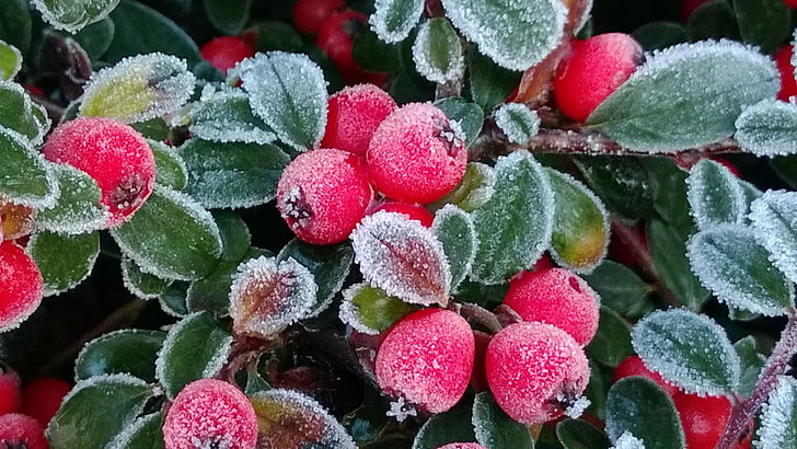 green, berry, winter, hoarfrost, frost, red, HD wallpaper