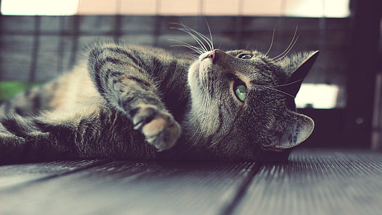 brązowy pręgowany kot, kot, Tapety HD HD wallpaper