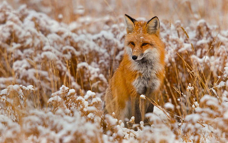 zorro-rojo-animales-nieve-naturaleza, Fondo de pantalla HD
