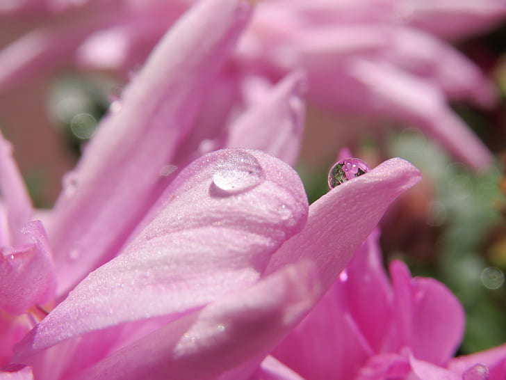 핑크 꽃 사진, 핑크, 꽃, 사진, 자연, 식물, 핑크 색상, 근접, 꽃잎, HD 배경 화면