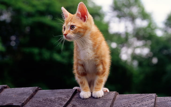 Котенок на крыше, оранжевый полосатый котенок, котенок, крыша, HD обои