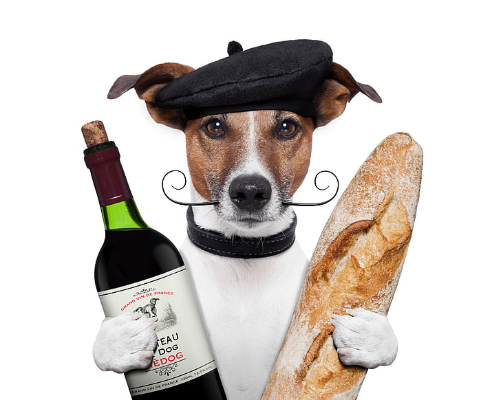 Jack Russell terrier memegang botol anggur dan ilustrasi roti, kumis, anggur, botol, anjing, humor, cakar, roti, latar belakang putih, topi, pentungan, Jack Russell Terrier, Wallpaper HD