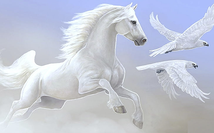 Nice White Horse Parrot Desktop Wallpapers Hd, Tapety HD