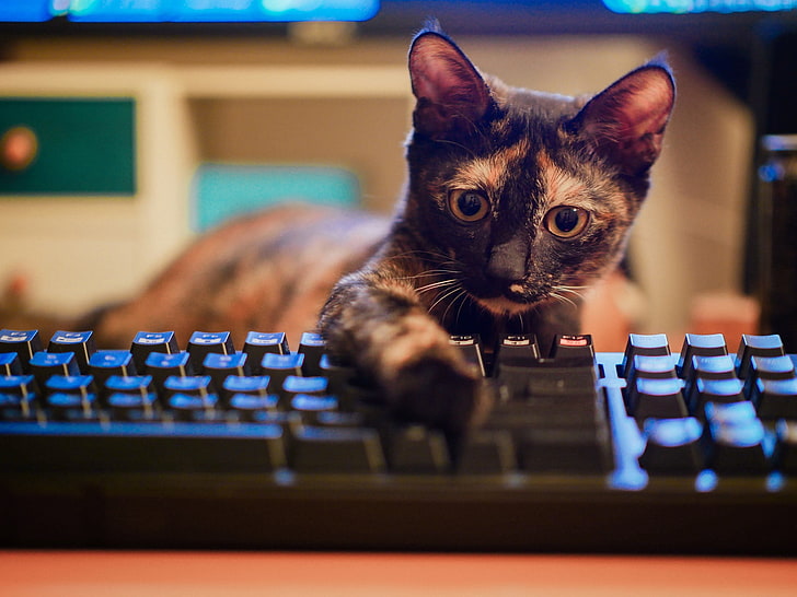 べっ甲猫、キーボード、猫、動物、 HDデスクトップの壁紙