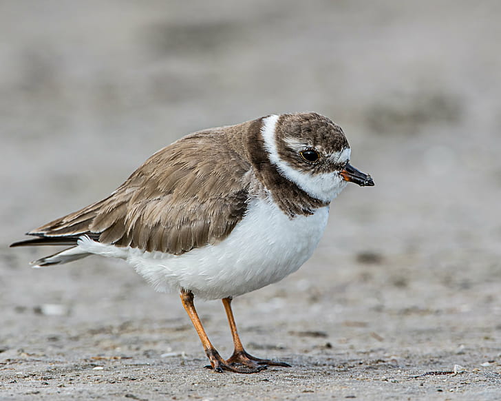 brown and white short-beak birds, semipalmated plover, semipalmated plover, Semipalmated Plover, brown, white, short, beak, birds, Tigertail, Beach, Marco Island  Florida, Andy, Nature, Lens, bird, wildlife, animal, sea, outdoors, feather, animals In The Wild, coastline, HD wallpaper