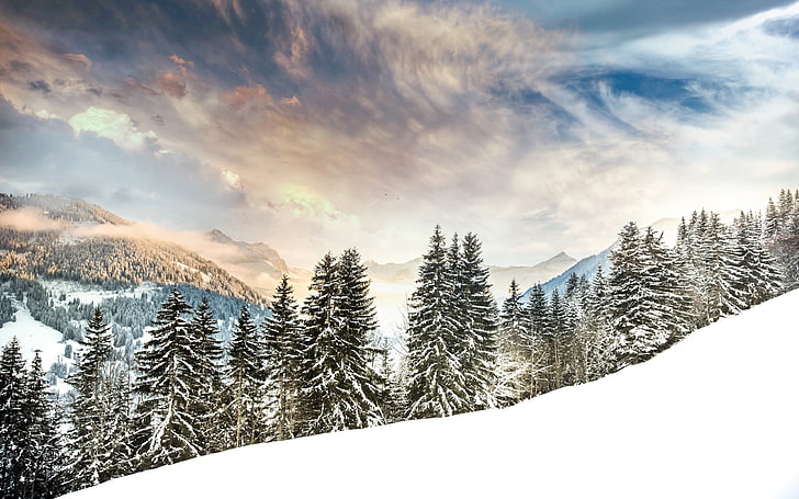 grüne Kiefern, Bäume, Schnee, Landschaft, HD-Hintergrundbild