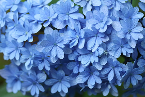 Makro, blau, Hortensie, HD-Hintergrundbild HD wallpaper