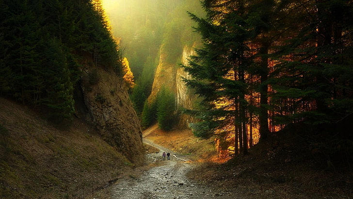 green leafed tree, canyon, path, forest, sunlight, mountains, nature, sunset, landscape, dirt road, HD wallpaper