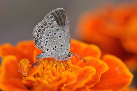 Pflanzen, Schmetterlinge, Schmetterling, Insekt, Makro, Blumen, Tiere, HD-Hintergrundbild HD wallpaper