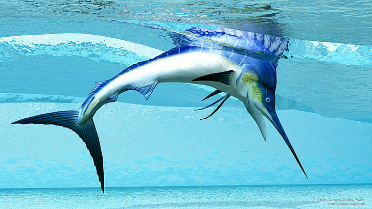 A Marlin Diving in Shallow Water, Ocean Life, HD wallpaper