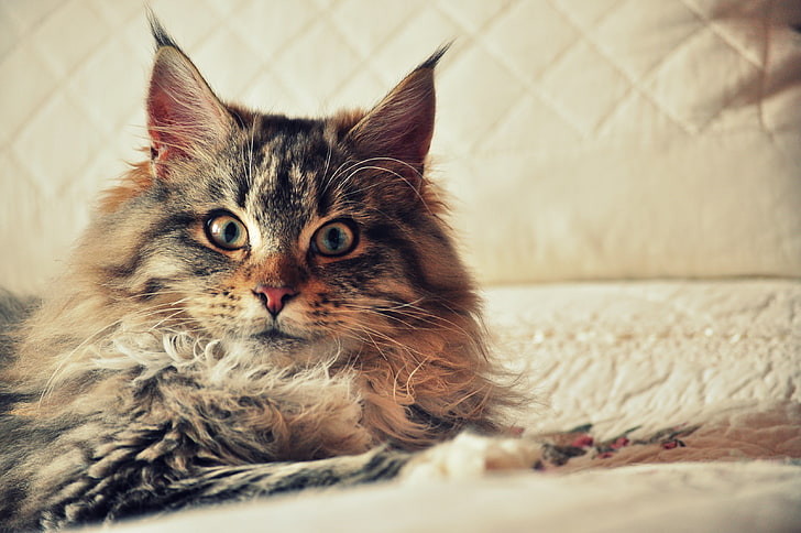 adult gray Maine Coon, cat, maine coon, fluffy, look, HD wallpaper