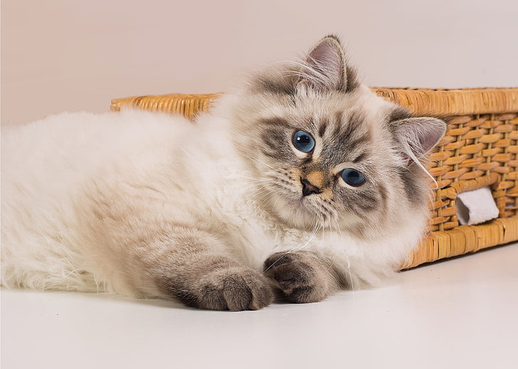 короткошерстный коричневый кот, кошка, взгляд, голубые глаза, окраска, сибирский кот, невский маскарадный кот, HD обои