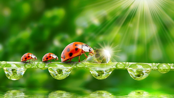 three ladybugs, water drops, insect, ladybugs, sparkles, animals, HD wallpaper