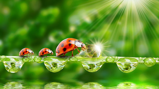three ladybugs, water drops, insect, ladybugs, sparkles, animals, HD wallpaper HD wallpaper