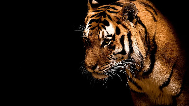 Gli occhi della tigre, leone marrone e nero a pelo corto, animale, tigre, Sfondo HD