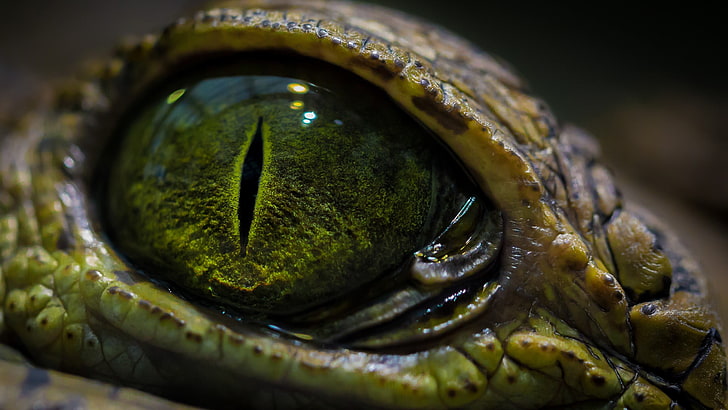 grönt reptilöga, närbildfoto av krokodilens öga, ögon, makro, krokodiler, reptiler, HD tapet