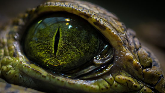 ojo de reptil verde, foto de primer plano del ojo de cocodrilo, ojos, macro, cocodrilos, reptiles, Fondo de pantalla HD HD wallpaper