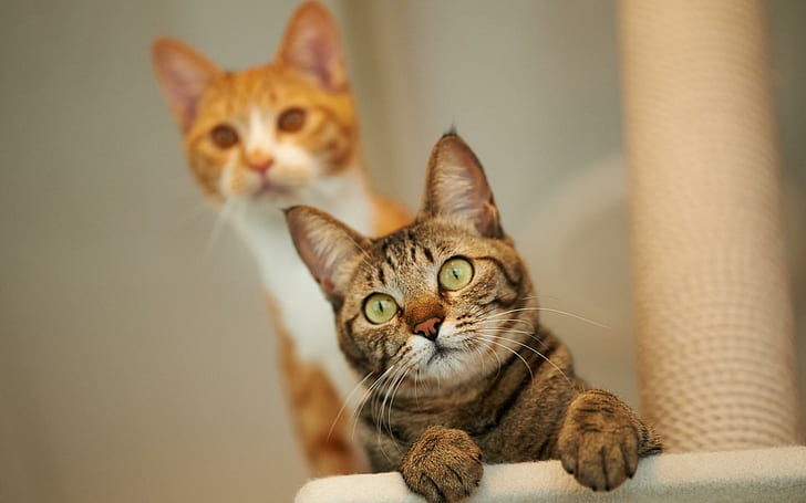 Gatos Blur, gatos, borrão, HD papel de parede