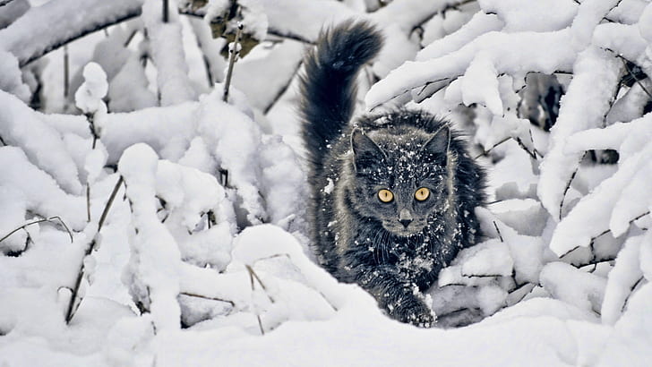 black and white nature winter snow cats animals 1920x1080  Nature Winter HD Art , nature, black and white, HD wallpaper