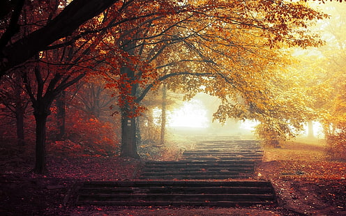 escadas de concreto cinza, escada entre árvores, natureza, paisagem, névoa, árvores, outono, caminho, folhas, parque, passarela, manhã, HD papel de parede HD wallpaper
