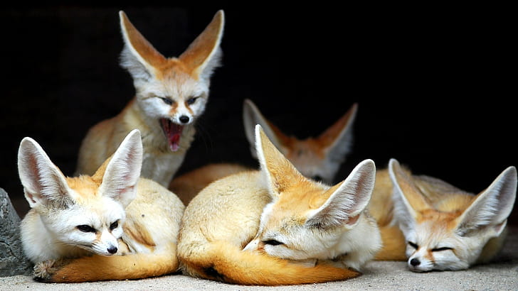 Fenech, Animals, Fox, Yawn, Family, Eared, HD wallpaper