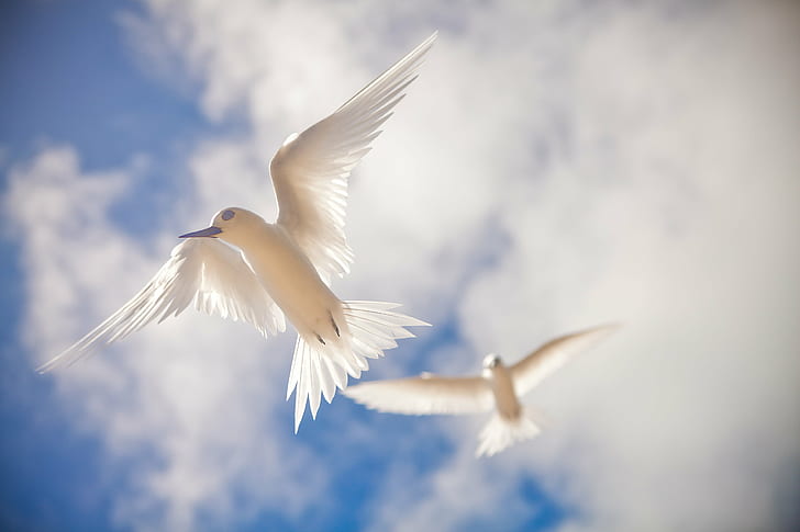 two white birds flying under white and blue sky during daytime, Journey, Midway Island, white birds, blue sky, daytime, midway atoll, plastic pollution, Papahanaumokuakea, bird, flying, seagull, animal, nature, animal Wing, blue, feather, wildlife, sky, white, dom, HD wallpaper
