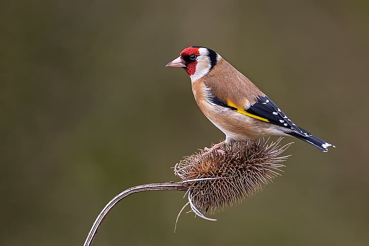 bird, thorn, goldfinch, HD wallpaper
