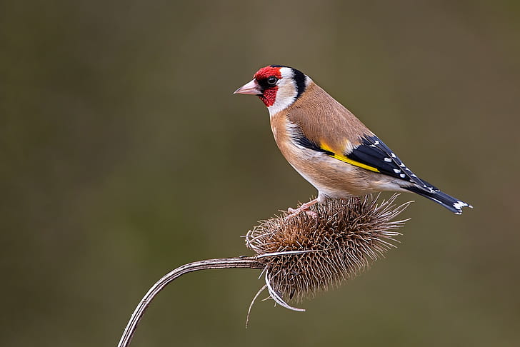 Birds, Goldfinch, Bird, Wildlife, HD wallpaper