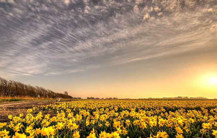 photography of yellow petaled flower field during golden hour, Sky, Silk, photography, yellow, flower, field, golden hour, 35mm, D750, Dutch, skies, HDR, Low Countries, Nederland, Nikkor, Nikon, Noord-Holland, Netherlands, beautiful, bloemen, bright, daffodil, daffodils, daylight, evening, flower  flower, flower fields, flowerbed, high dynamic range, landscape, licht, light, lucht, narcis, narcissus, nature, natuur, plant, polder, serene, spring, sunny, sunset, zon, rural Scene, agriculture, outdoors, summer, farm, springtime, meadow, beauty In Nature, sunlight, sun, cloud - Sky, HD wallpaper