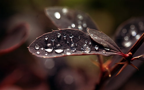 Wassertropfen, Blätter, Makro, Pflanzen, HD-Hintergrundbild HD wallpaper