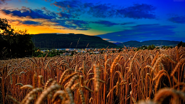 sunset, clouds, 5k, 4k, Wheat, hills, field, HD wallpaper