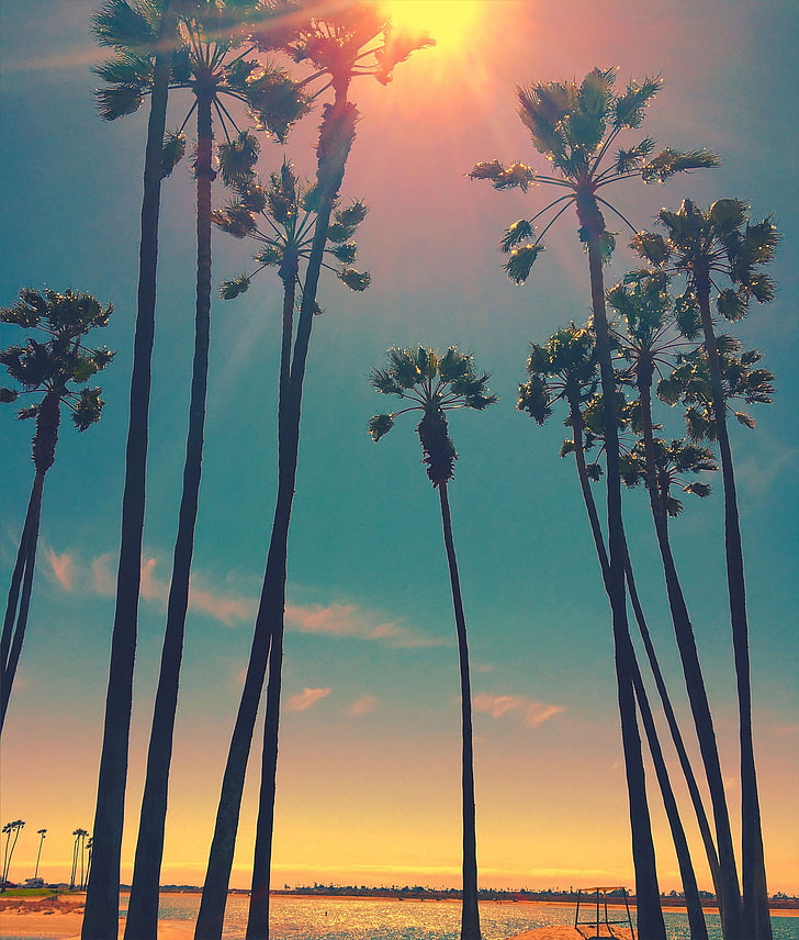 green palm trees wallpaper, San Diego, palm trees, Sun, HD wallpaper