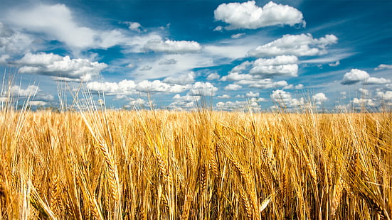 Natur, Landschaft, Wolken, Feld, Getreide, Ährchen, Himmel, Samen, Pflanzen, Horizont, HD-Hintergrundbild HD wallpaper