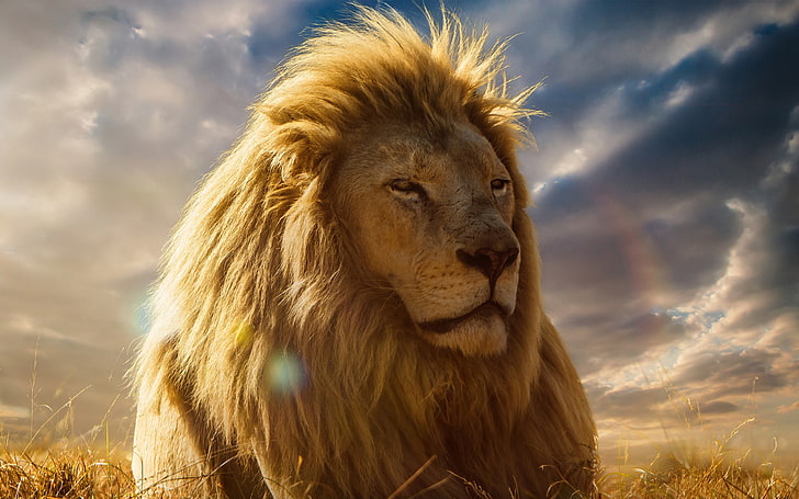فيلم Lion king 2017 مترجم، خلفية HD