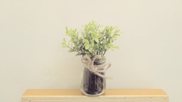 plant, flowerpot, houseplant, ikebana, vase, floral design, green, HD wallpaper