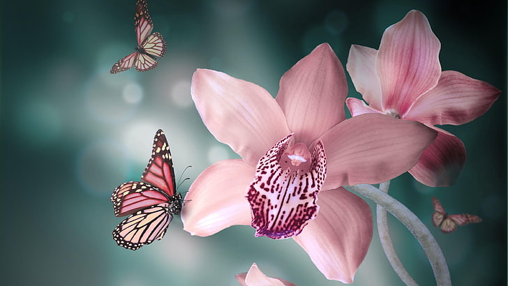 цветок, розовый, насекомое, флора, бабочка, цвести, макро фотография, орхидея, крупный план, лепесток, орхидеи, цветущее растение, растение, весна, HD обои
