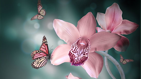 花、ピンク、昆虫、植物、蝶、花、マクロ撮影、蘭、クローズアップ、花びら、蘭、開花植物、植物、春、 HDデスクトップの壁紙 HD wallpaper
