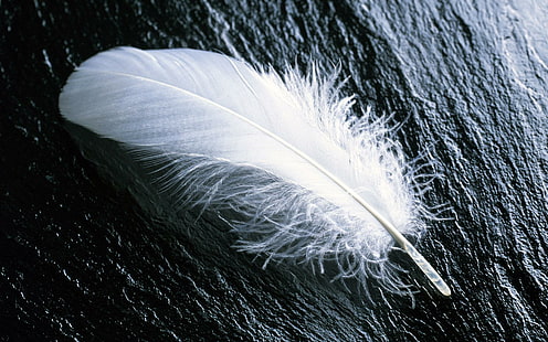 Single White Feather, pluma blanca, pájaro, animales, Fondo de pantalla HD HD wallpaper