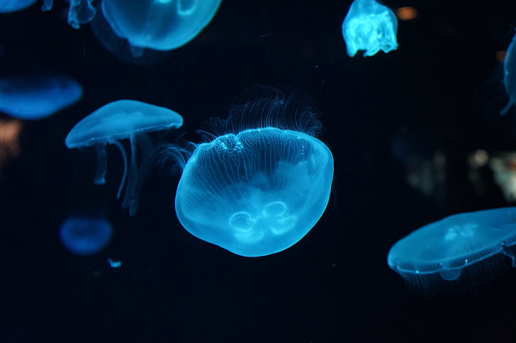 blue jelly fish, jellyfish, underwater, beautiful, HD wallpaper