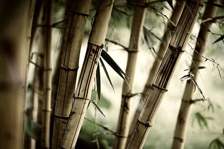 бамбуковая иллюстрация, макро, природа, бамбук, деревья, растения, HD обои