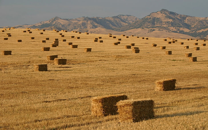 brown hay bale lot, field, haystacks, mountains, HD wallpaper