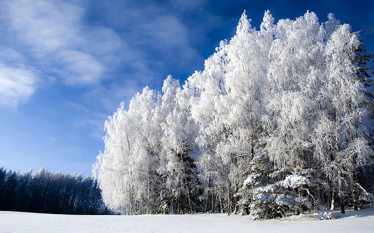 nature, 1920x1200, sky, snow, Winter, tree, Forest, frost, HD wallpaper