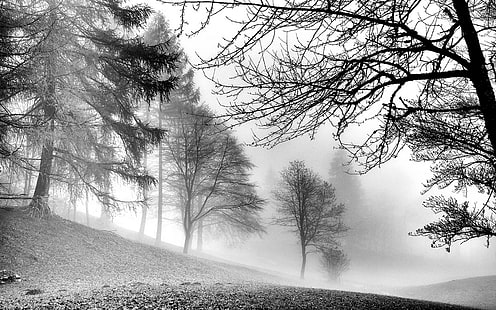 кафяво голо дърво, природа, пейзаж, монохромен, гора, сутрин, зима, мъгла, мир, дървета, студ, слана, HD тапет HD wallpaper